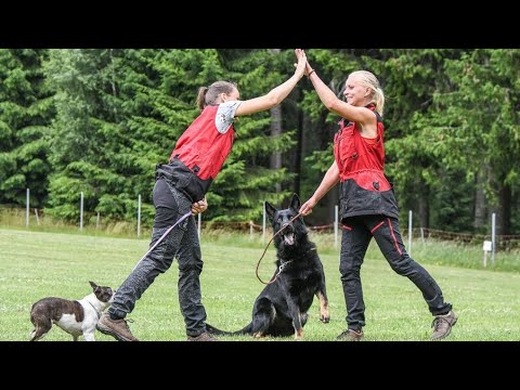 Tamigo von Schloss Berge - IBGH 2 22.06.2019