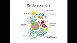 Biomembranas (Parte 1) - Biología Celular y Tisular