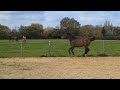 Casallo Z, 2 ans, magnifique pouliche