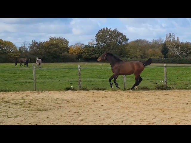 Casallo Z, 2 ans, magnifique pouliche