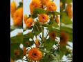 Pleasant Whatsapp Status Video Ft Tum Aa Gye Ho Noor Aa Gya H