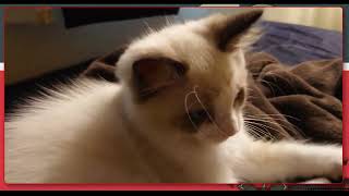 アメショと子猫ラグドールのただの猫の動画を見ててほしい