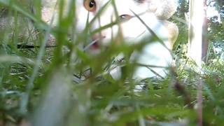 Bones Relaxing in the Grass