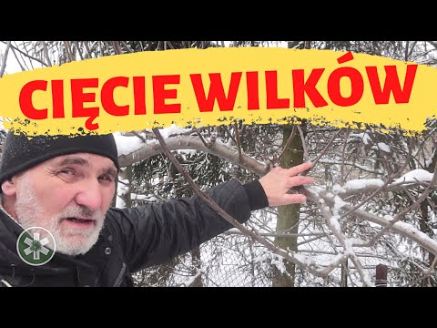 How to properly prune fruit trees?