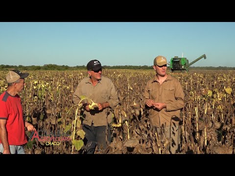 Cosecha de Girasol - Intimayo - Coronel Du Graty Chaco - Notas: Ayrton y Edgardo Bucholz.