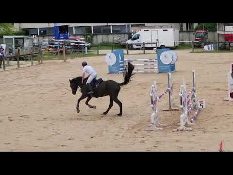 Merrie Belgisch sportpaard Te koop 2018 Zwart ,  i am special de muze