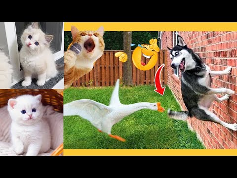 AWW SO FUNNY😂😂 Random and Funny 🤣 Animals Videos 🐱🐶 Scared Cats Compilation Animals Funny Moment