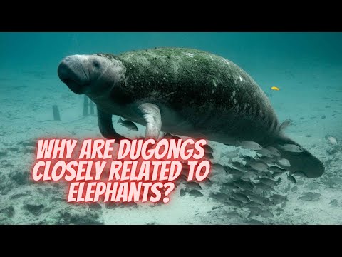 3rd YouTube video about are manatees related to elephants