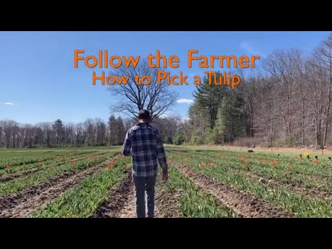Tulip Tips with Jeroen