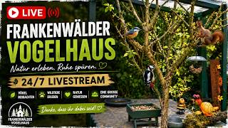 German Bird Feeder Live 🐦 | Fox, Cat, Hedgehog & Forest Wildlife 24/7