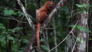 Saving endangered monkey helps Brazil