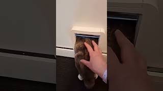 面白くて可愛いにゃんこ#にゃんこ  #猫との暮らし #ペット動画 #癒し動物 #もふもふ猫 #かわいい猫 #cat