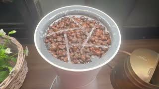 領　域　展　開【北小路ヒスイ/にじさんじ】#ボタニアム　#癒し　#水耕栽培  #shorts