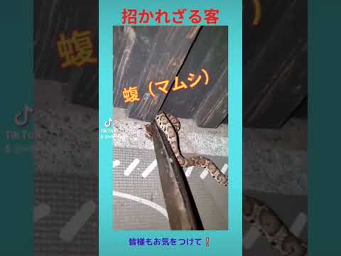 自然に毒蛇を追い払う方法は？傷つけずに追い払う5つのヒント  庭園