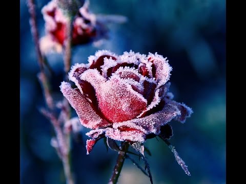 Dan Walker & Allen Ambrose-Roses In The Winter 4:04