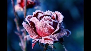 Dan Walker & Allen Ambrose-Roses In The Winter 4:04