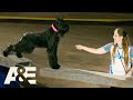 Rebel The Giant Schnauzer Lives Up To Her Name With WILD Run America S Top Dog A E