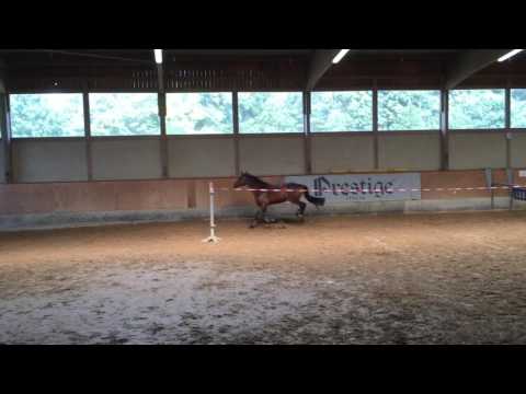 Pony 5 yo. by Comme il faut