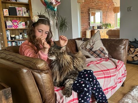 Are Maine Coon Cats Good With Babies And Children?