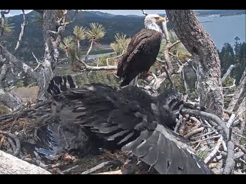 5-31-19 Big Bear~ Simba Face Plants While Wingercizing 😁
