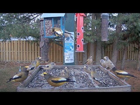 Breakfast With Evening Grosbeaks At The Ontario FeederWatch Cam – Nov. 7, 2024