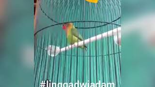 Download lagu Pemasteran lovebird speed lambat mp3
