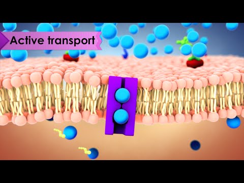 Biology: Cell Transport
