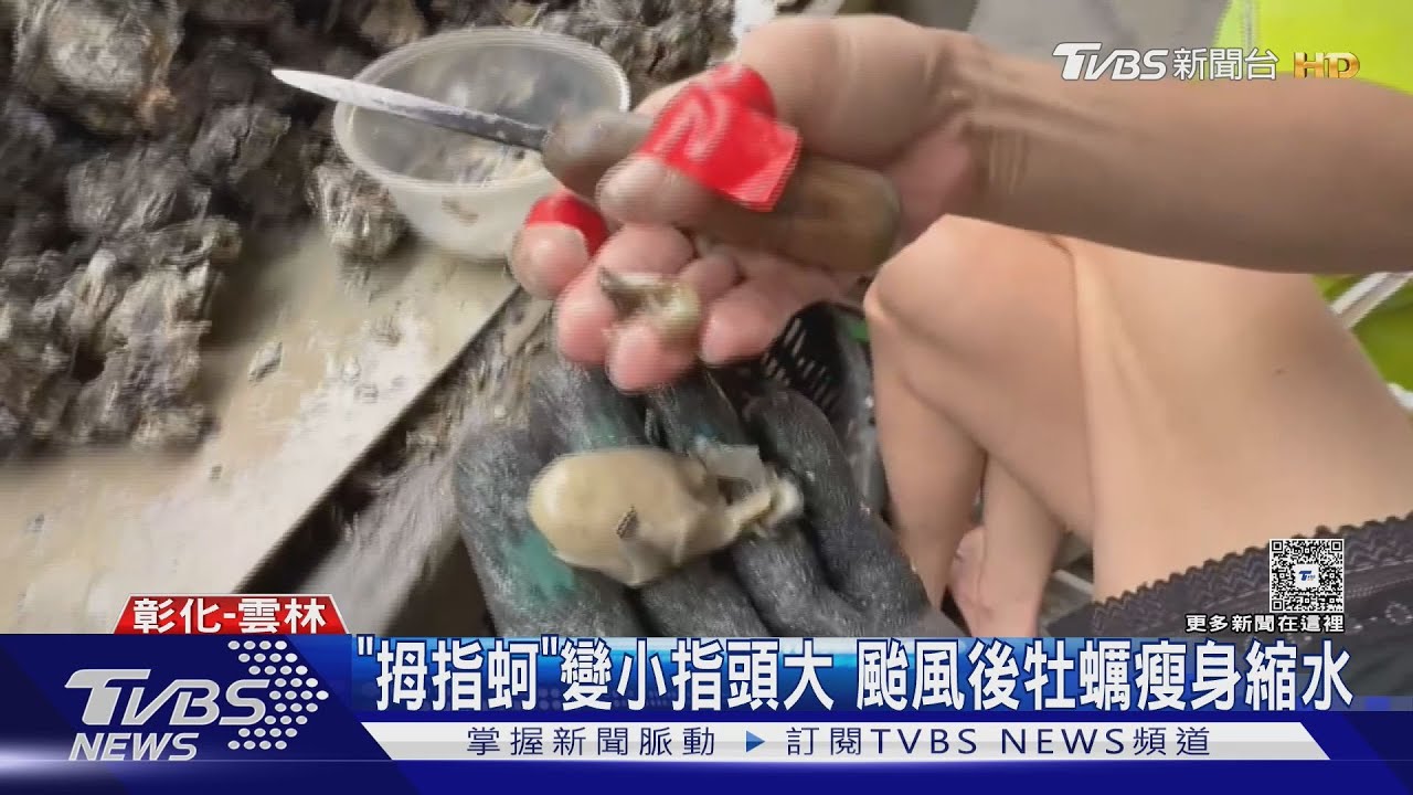 颱風掀浪牡蠣「拇指變小指」 蚵農哭產量少兩成