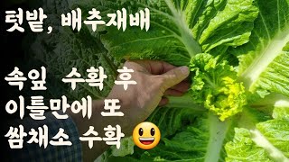 배추 속잎 쌈채소 수확 후 이틀만에 또 수확 