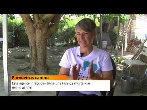 Reportaje abandono de perros. Mari Carmen Cruz, Adriana Carreño y Felipe Rodríguez