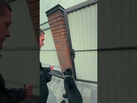 РИЧ — КРАСАВЧИК. Даже пёс недолюбливает 