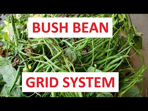 This is how we plant beans - We are never going back to rows!