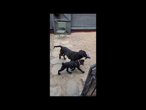 Play time part 2 - Talina and Chicko