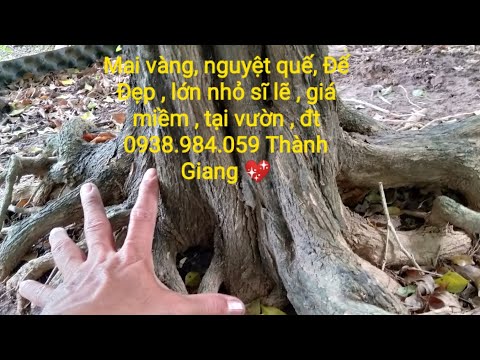 E xin giao lưu,Mai vàng  nguyệt quế Đế đẹp , lớn nhỏ sĩ lẽ tại vườn đt.0938.984.059 Thành Giang 💖