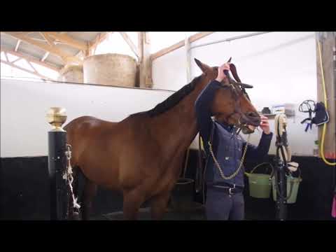 Cheval à vendre - Très bel AQPS de 4 ans - equirodi.com