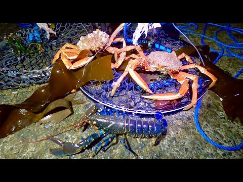 Crab Wheeling with Success from a Lighthouse - Lobster Catch & Cook