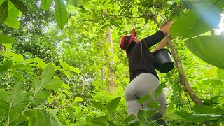 Download lagu Foraging for wild forest fruit mp3 Download lagu Foraging for wild forest fruit mp3