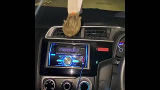 Download lagu Story wa tes knalpot Alpino Elgarage di Honda jazz RS dan remap ECU parah bos 🔥 mp3