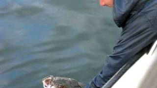 preview picture of video 'Catch 2 2nd halibut Peter Rond Skarnsundet 2009, the returning!'