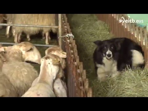 El oficio de esquilador