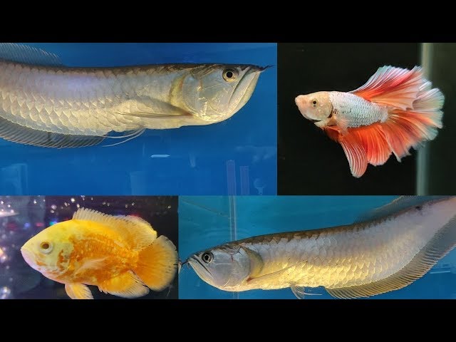 Jose Fisheries Aquarium Fish Shop Bhandup