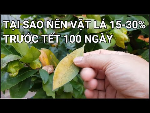 🔴 QBS22288 - TẠI SAO MAI VÀNG MIỀN BẮC NÊN VẶT BỚT LÁ GIÀ LÁ VÀNG TRƯỚC TẾT KHOẢNG 100 NGÀY|MAI VÀNG