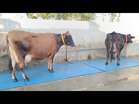 , title : '3 Cows for Sale, 3 ਗਾਵਾਂ ਵਿਕਾਊ'