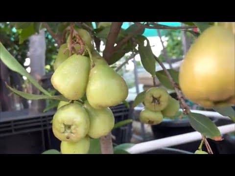 Cây mận nào chứng tỏ được năng lực mùa đông vẫn mạnh và có trái để ăn?