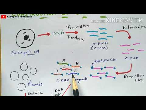 Construction of cDNA library | Synthesis of cDNA | rDNA Technology | Bio science