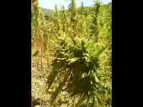 sidi mocro  Zwaar getankt