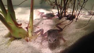How To Feed African Dwarf Frogs