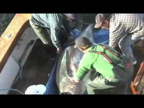 【TED】Barbara Block:(Barbara Block: Tagging tuna in the deep ocean) (【TED】Barbara Block: Tagging tuna in the deep ocean (Barbara Block: Tagging tuna in the deep ocean))