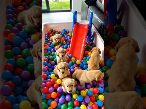 ¡Perritos en la piscina de pelotas! No podrás dejar de mirar 🐾🐶