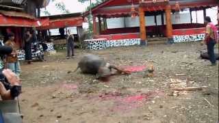 preview picture of video 'Tana Toraja Funeral Ceremony - Water Buffalo Sacrifice - Day 1'